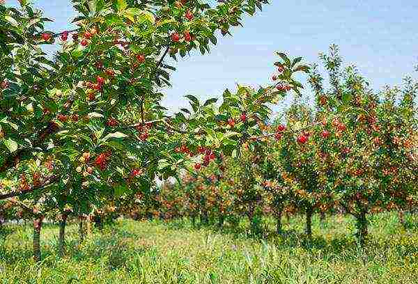 cherry planting in autumn and care in the open field