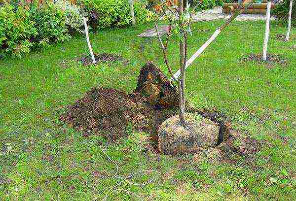 cherry planting in autumn and care in the open field