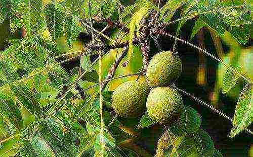 black walnut planting and care in the open field