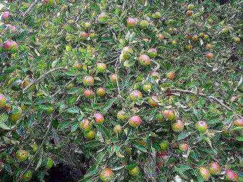 Itim na walnut na pagtatanim at pangangalaga sa bukas na bukid