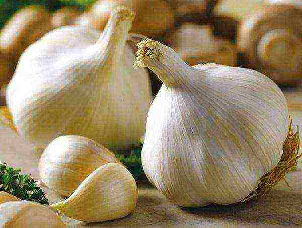 garlic which variety is better