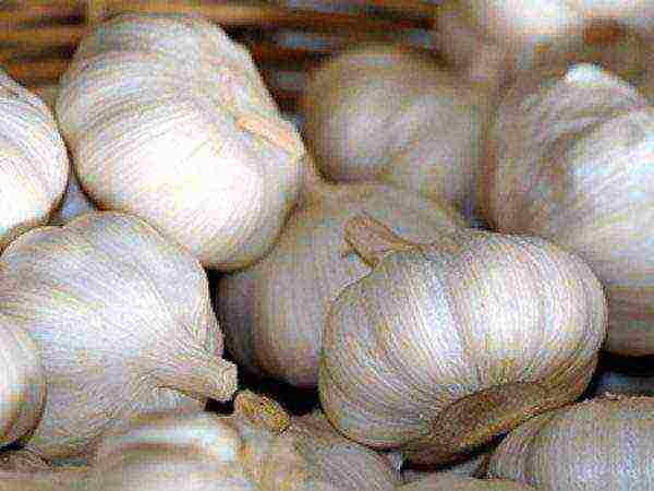 garlic which variety is better