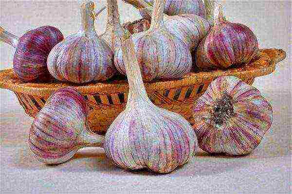 garlic which variety is better