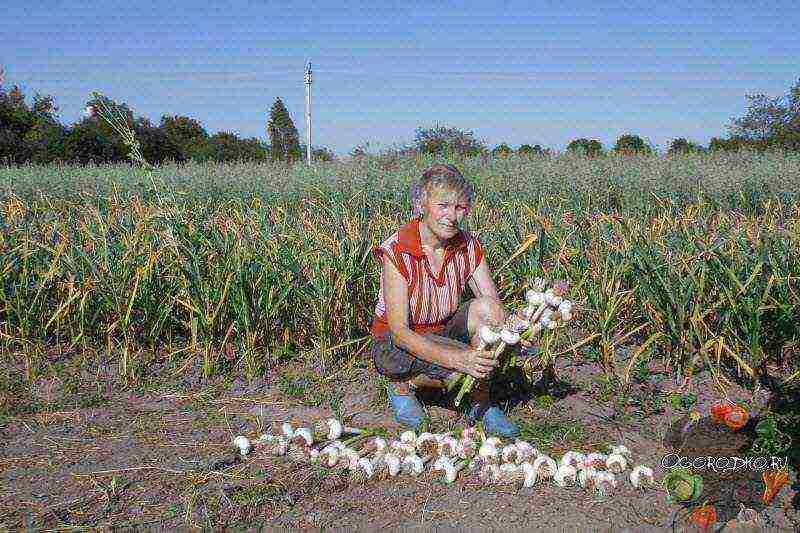 garlic which variety is better