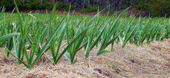 garlic which variety is better