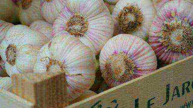 garlic which variety is better