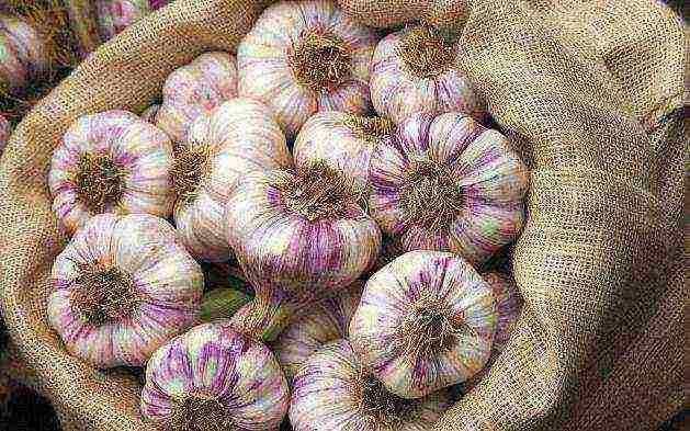 garlic which variety is better