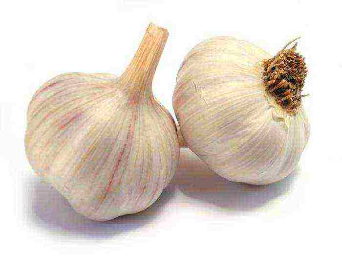 garlic which variety is better