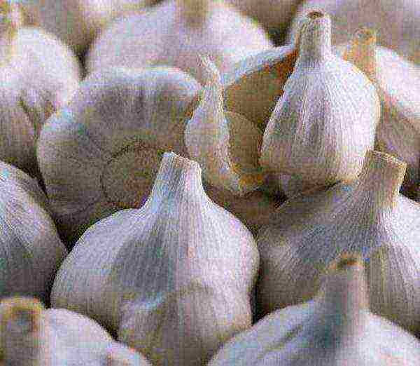 garlic which variety is better