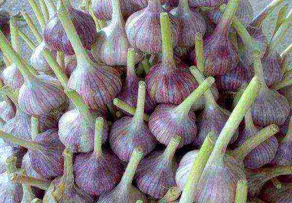 garlic which variety is better