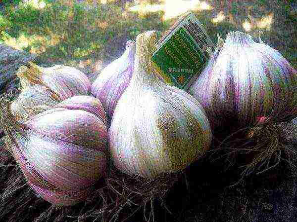 garlic which variety is better