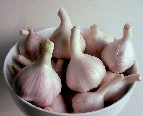 garlic which variety is better