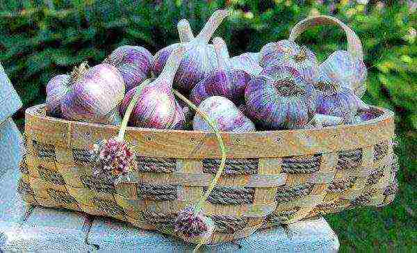 garlic which variety is better