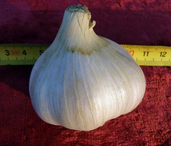 garlic which variety is better