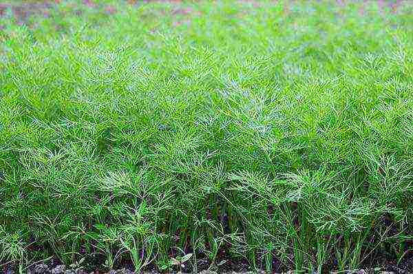 garlic onion planting and care in the open field