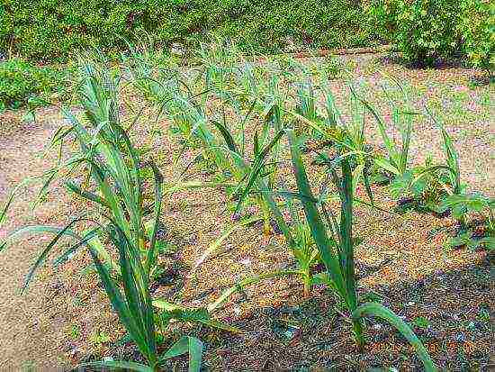 garlic onion planting and care in the open field