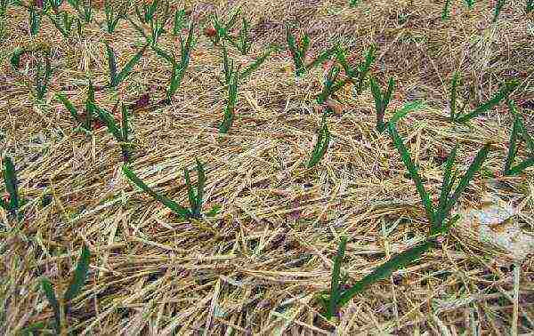 garlic onion planting and care in the open field