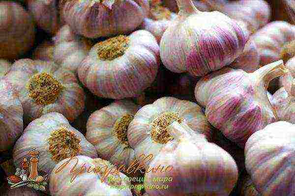 garlic onion planting and care in the open field