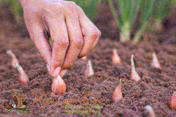 garlic onion planting and care in the open field