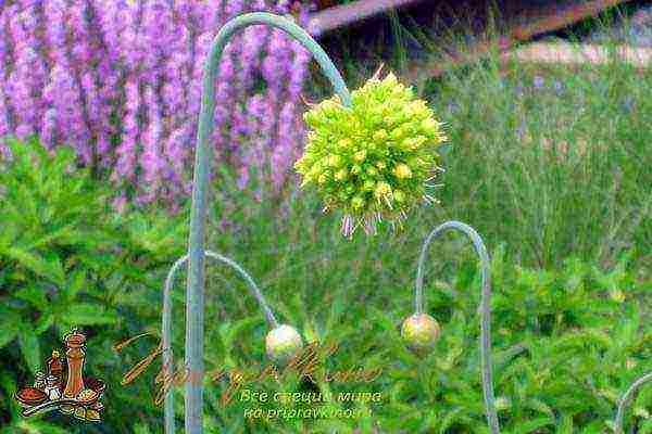 garlic onion planting and care in the open field