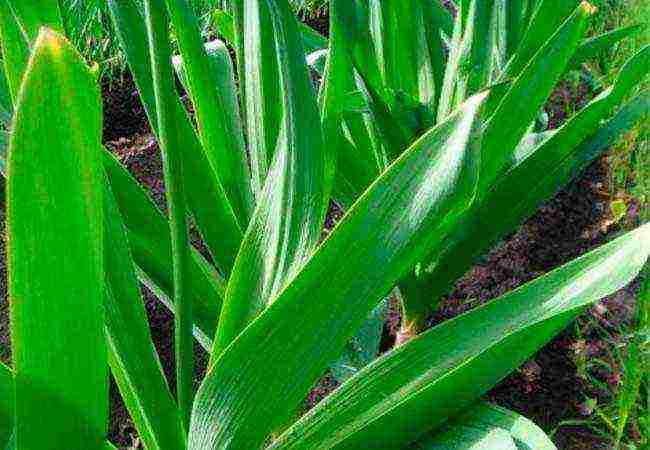 garlic onion planting and care in the open field