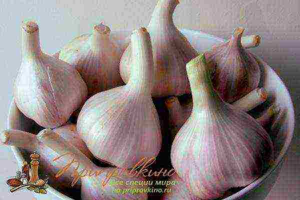 garlic onion planting and care in the open field