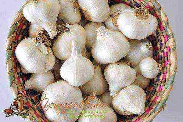 garlic onion planting and care in the open field