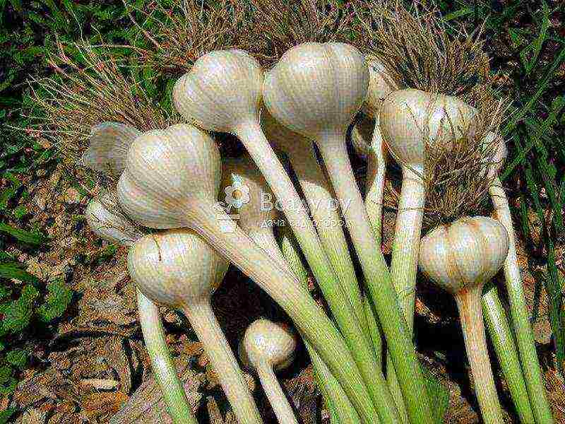 garlic onion planting and care in the open field