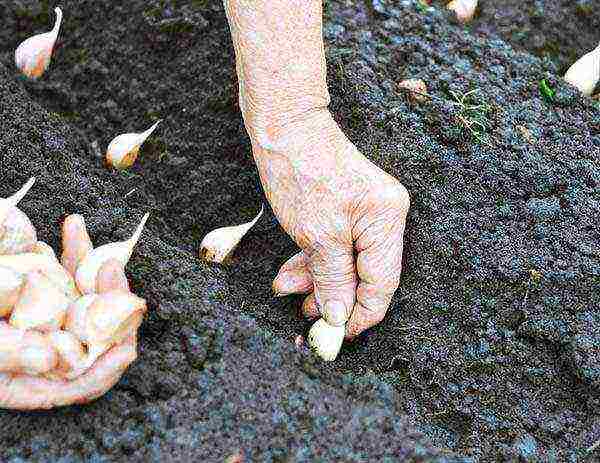 garlic onion planting and care in the open field