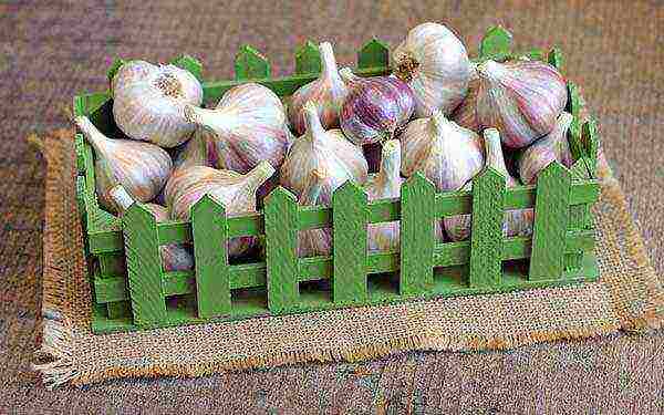 garlic for greens planting and care in the open field