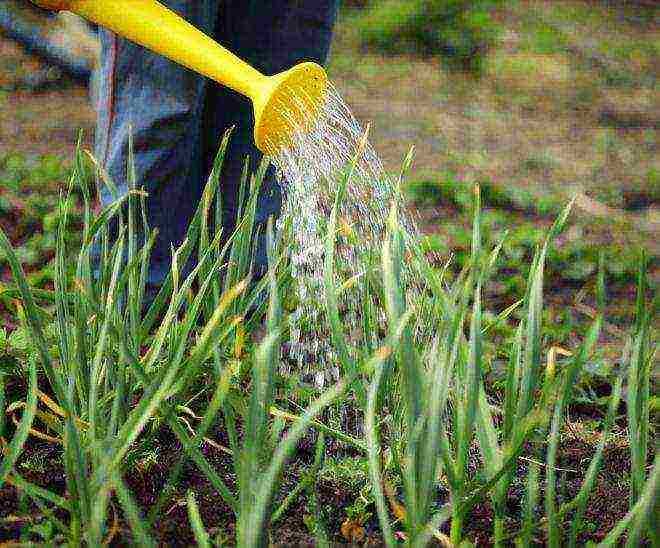 garlic for greens planting and care in the open field