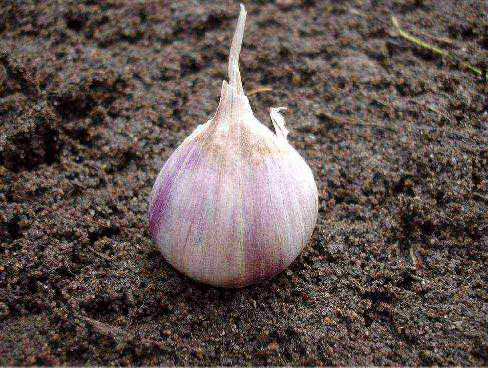 garlic for greens planting and care in the open field