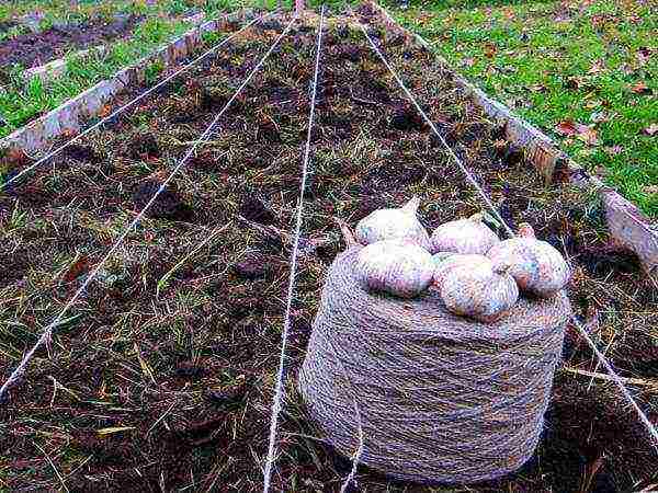 garlic for greens planting and care in the open field