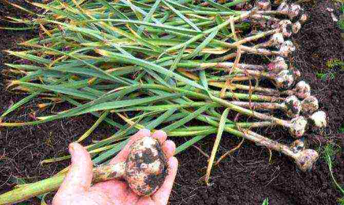 garlic for greens planting and care in the open field