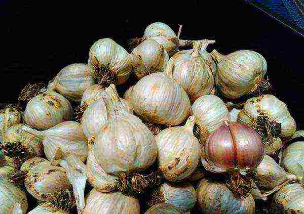 garlic for greens planting and care in the open field