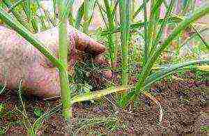 garlic for greens planting and care in the open field