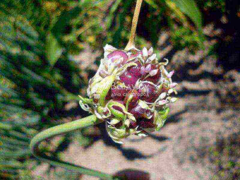 garlic before winter planting and care in the open field