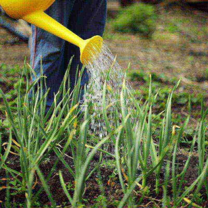 garlic before winter planting and care in the open field