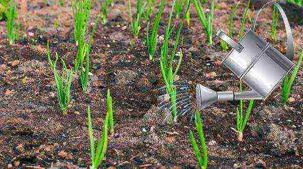 garlic before winter planting and care in the open field