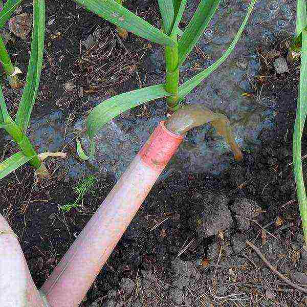 garlic before winter planting and care in the open field