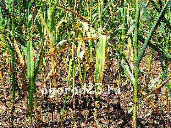 garlic before winter planting and care in the open field