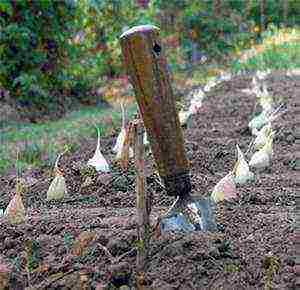 garlic for winter planting and care in the open field