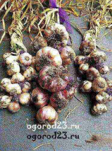 garlic before winter planting and care in the open field