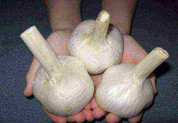 garlic before winter planting and care in the open field