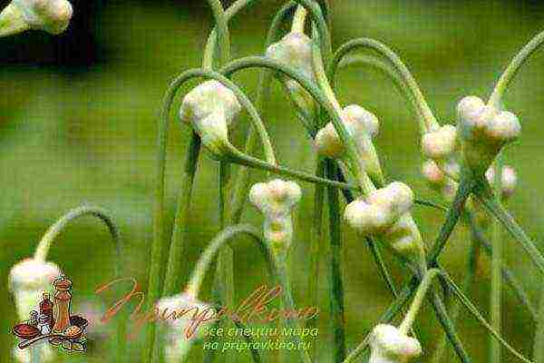 garlic before winter planting and care in the open field