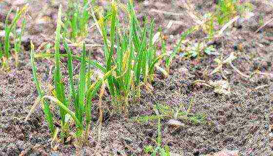 pagtatanim ng bawang at pag-aalaga sa bukas na bukid sa Urals