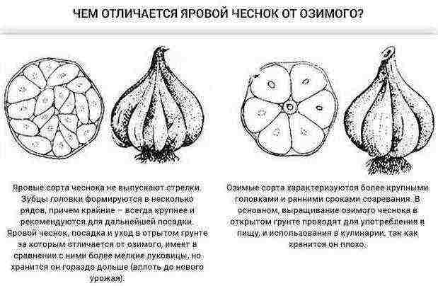 garlic planting and care in the open field in the Urals