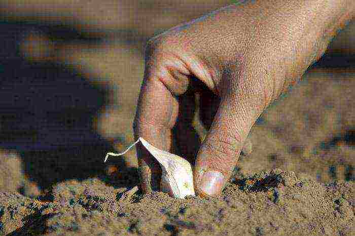 garlic planting and care in the open field in the fall predecessors