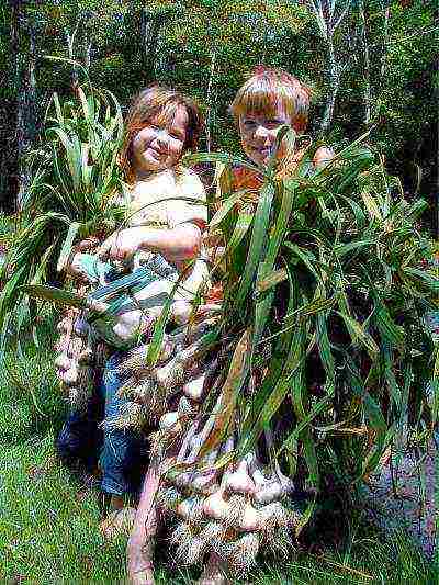 garlic planting and care in the open field in the fall predecessors