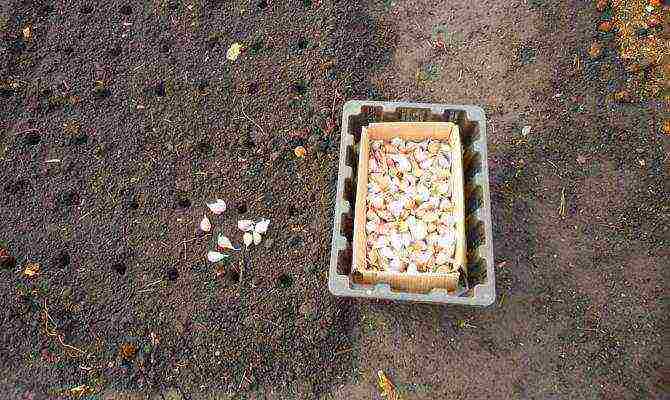 garlic planting and care in the open field in the fall predecessors